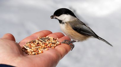 Uważaj, czym karmisz ptaki. Możesz szkodzić ekosystemowi