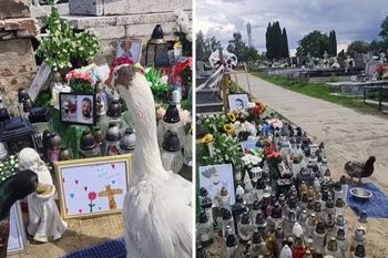 2 tygodnie po pożarze grobu Litewki. Zrobiło się kolorowo. Ależ widok