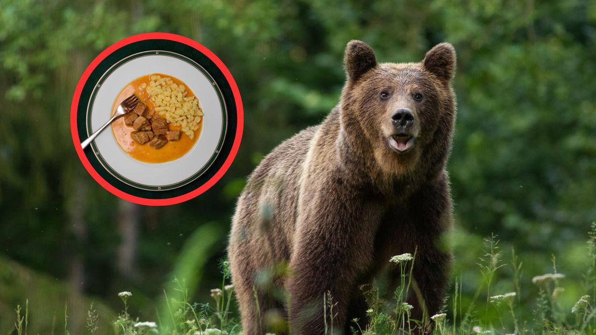 Serwowali gulasz z niedźwiedzia. Będzie potężna kara