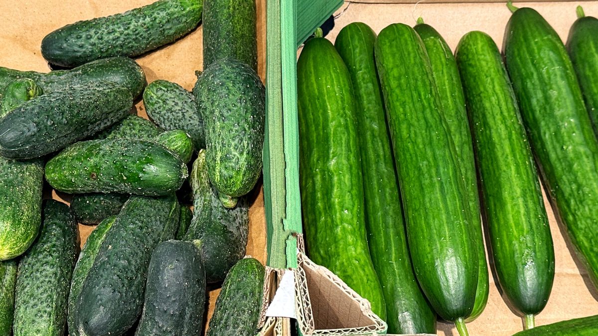 Czym różni się ogórek szklarniowy od gruntowego?