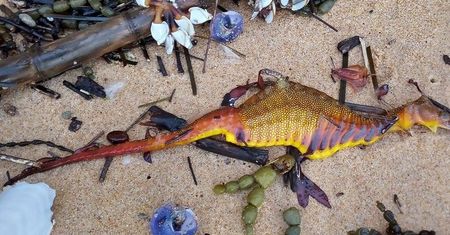 Wyglądają jak plastikowe dinozaury. Tajemnicze odkrycie na plaży