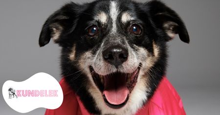#AdoptujŚwiadomie: Pudelek szuka domu dla kochającego ludzi i zabawę Kaziutka!