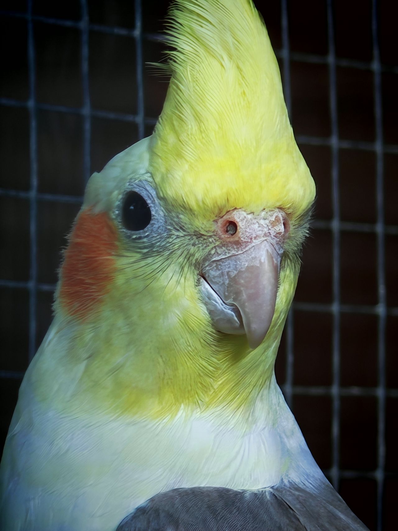 Obraz