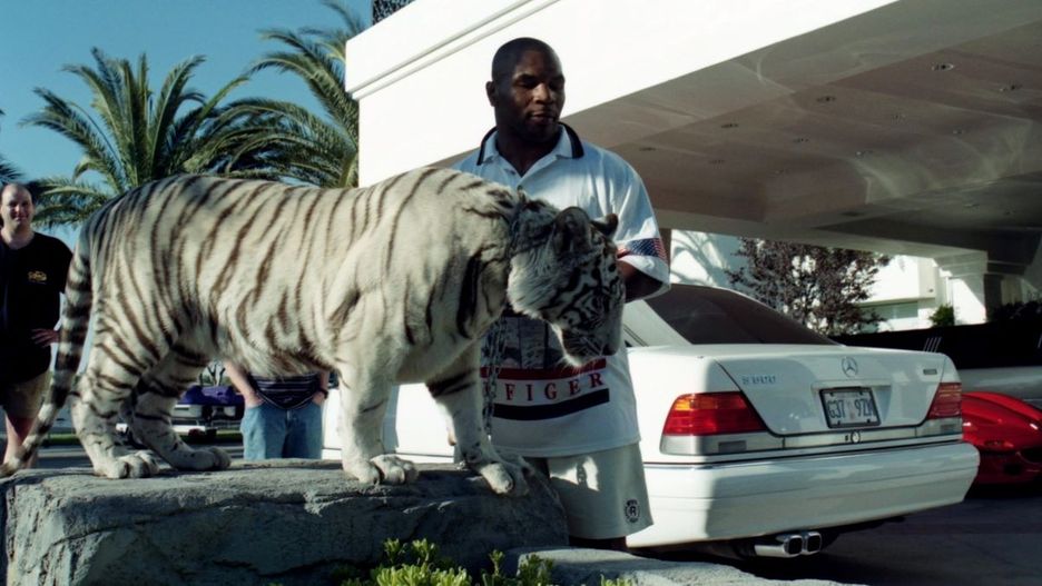 Jeden z tygrysów Mike Tysona