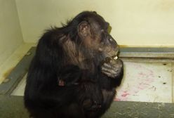 W warszawskim ZOO urodził się pierwszy w historii szympans! [ZDJĘCIA}