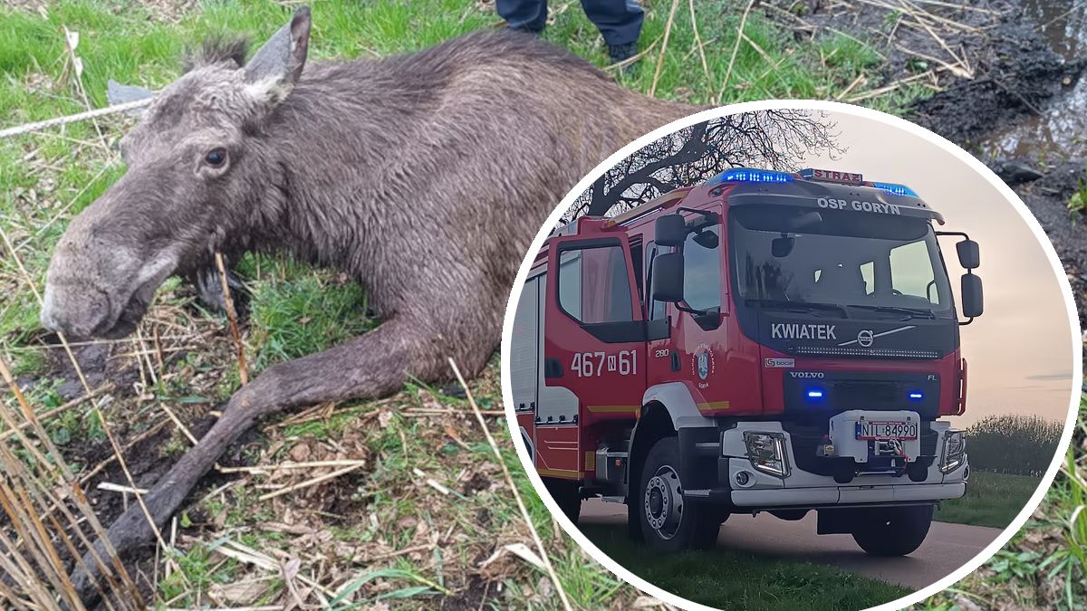 Tragiczny los łosia.