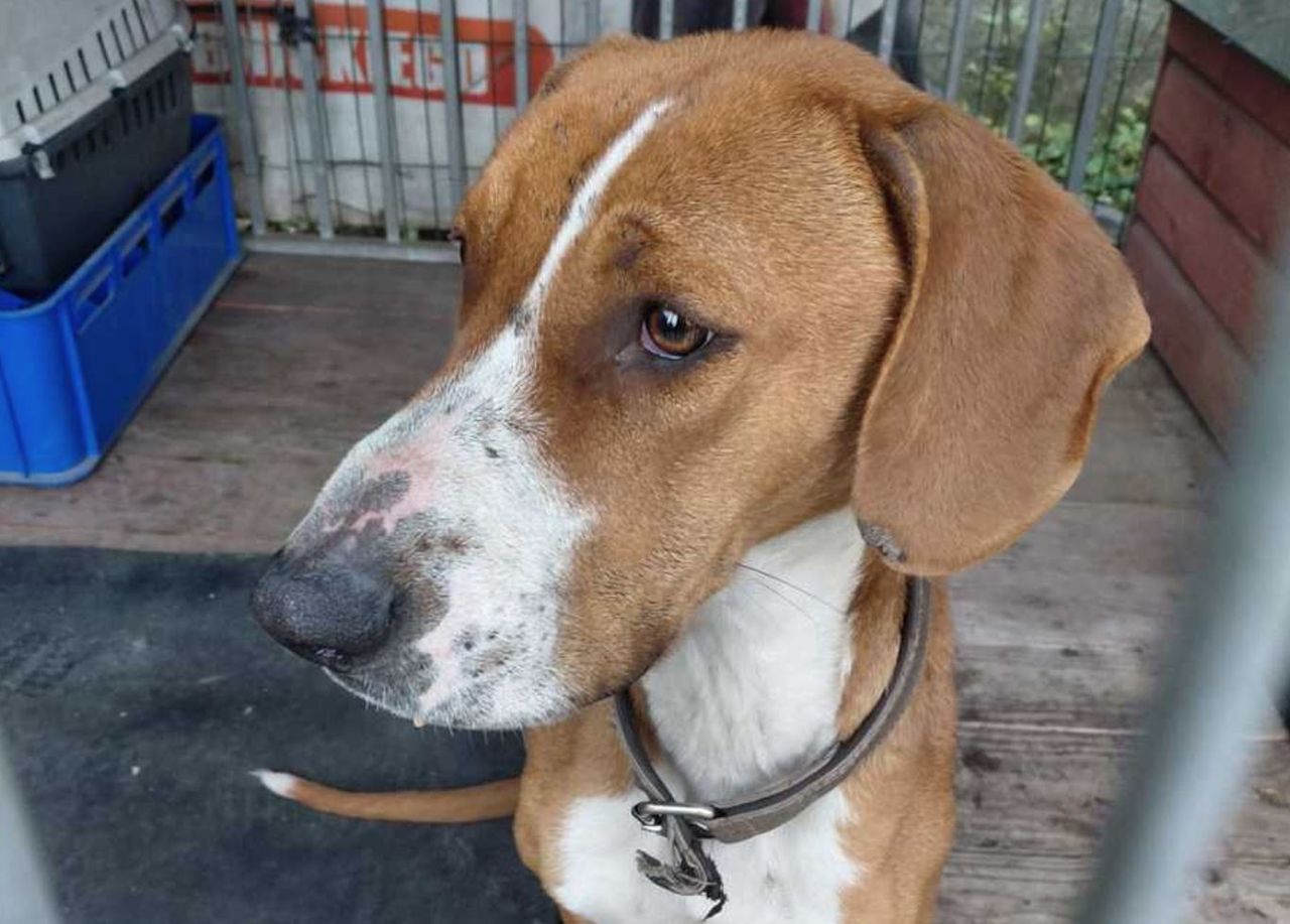 Czerwionka-Leszczyny: Pies zostawiony bez opieki. Właściciel może usłyszeć zarzut znęcania