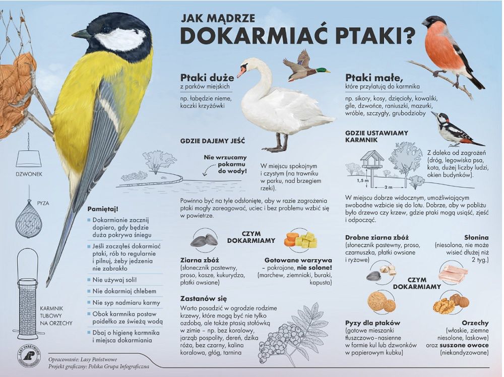 Jak dokarmiać ptaki, aby im nie szkodzić?
