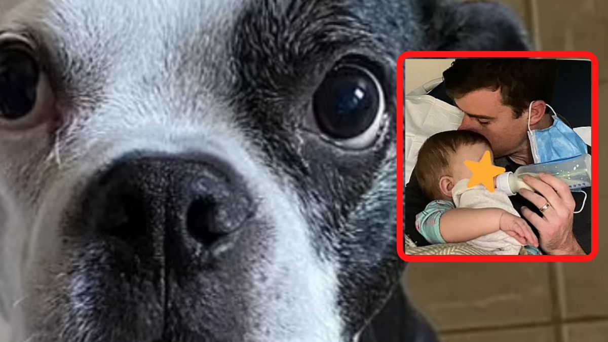 Piesek, który uratował 