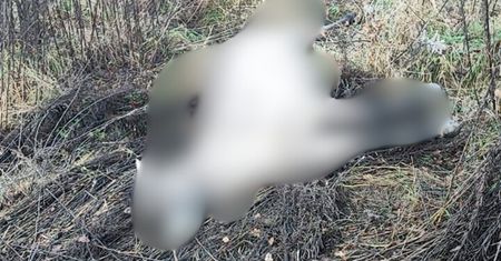 Siedem koni zginęło, zabił je pociąg. Właściciel zabrał głos