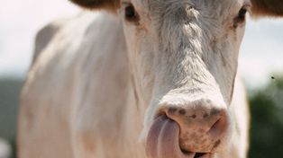 Groźna choroba znów w Polsce! Ognisko choroby niebieskiego języka wykryte na Pomorzu