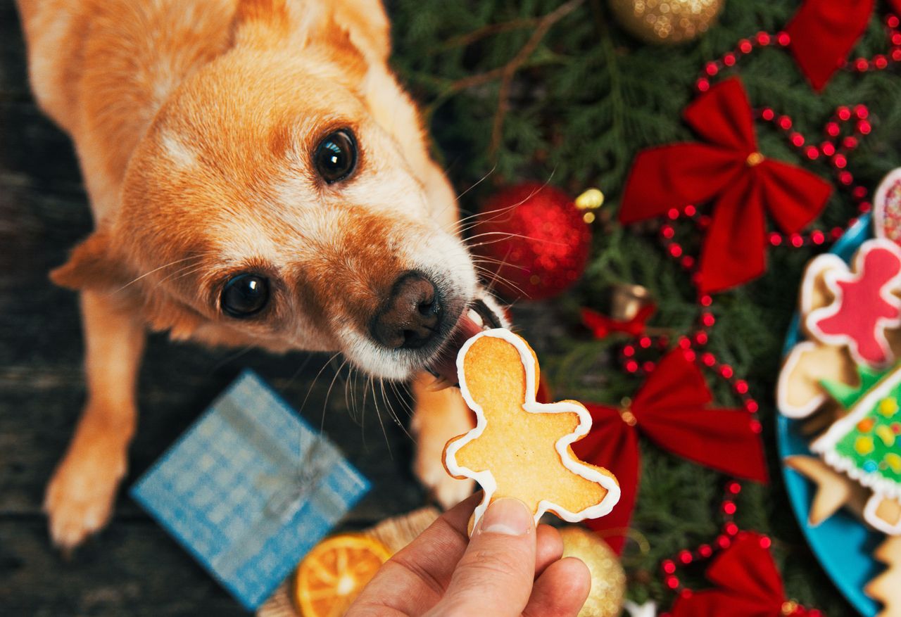 Czego nie dawać psu do jedzenia podczas świąt?