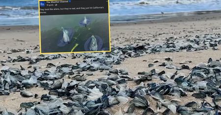 Zaskakujący widok na plażach w USA. Przypominają meduzy
