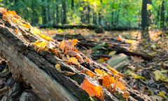 Równonoc jesienna. Kiedy wypada pierwszy dzień jesieni 2022?