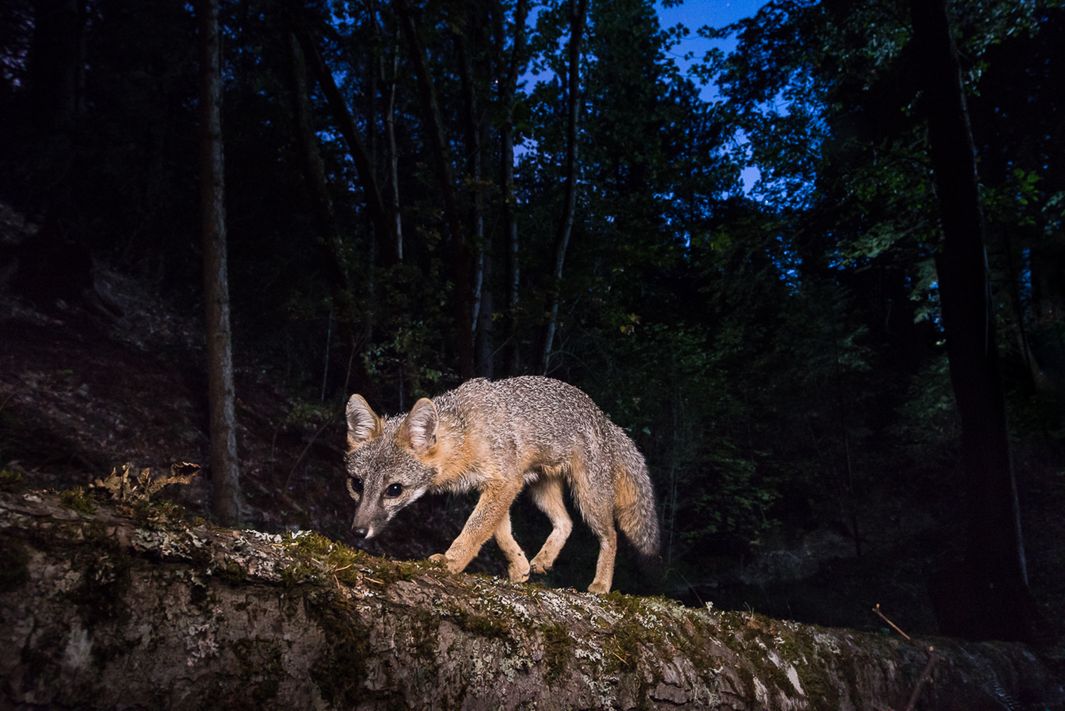 Podczas swojej corocznej wędrówki w okolice Bristol Bay fotograf spędził większość czasu tropiąc niedźwiedzie grizzly oraz czerwone lisy. Armstrong często podróżuje do Wyoming, oraz Oregonu, gdzie, oprócz odwiedzania rodziny, poświęca się swojej pasji.