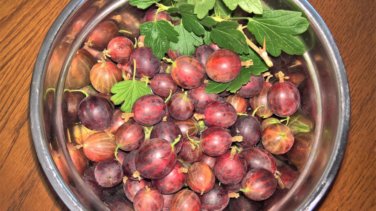 Agres jest bardzo zdrowy i ma niewiele kalorii