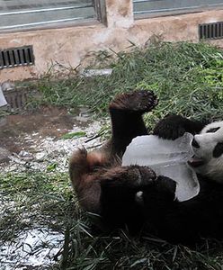 Małpy w zoo jedzą lody, niedźwiedzie dostały owoce