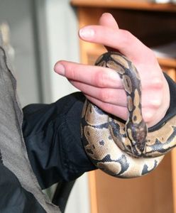 Podczas przesłuchania z dekoltu 19-latki wypełzł wąż