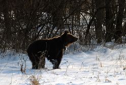 Dla Przemisi zbierają jabłka, marchew, miód i pieniądze