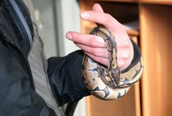 Podczas przesłuchania z dekoltu 19-latki wypełzł wąż