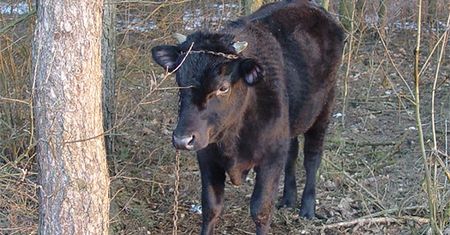 Ukradli byczka, a ten się srogo zemścił