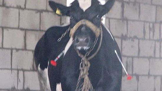 Obraz