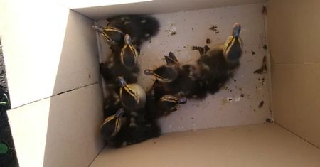 Horror nieopodal Poznania. Umyślnie przejechał rodzinę kaczek