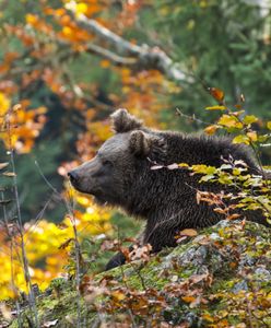 Niedźwiedź w parku w Pieninach. Ostrzeżenie dla turystów