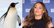 Izabella Krzan już zaliczyła WPADKĘ w "PnŚ". Pochwaliła się "wiedzą" o pingwinach...