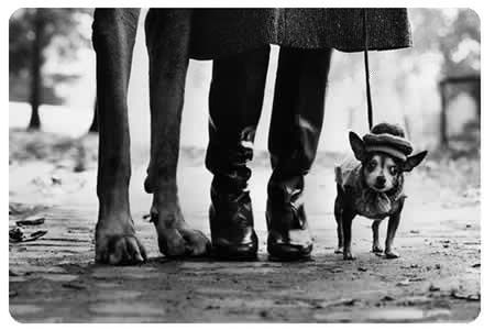 Sylwetka: Elliott Erwitt 2