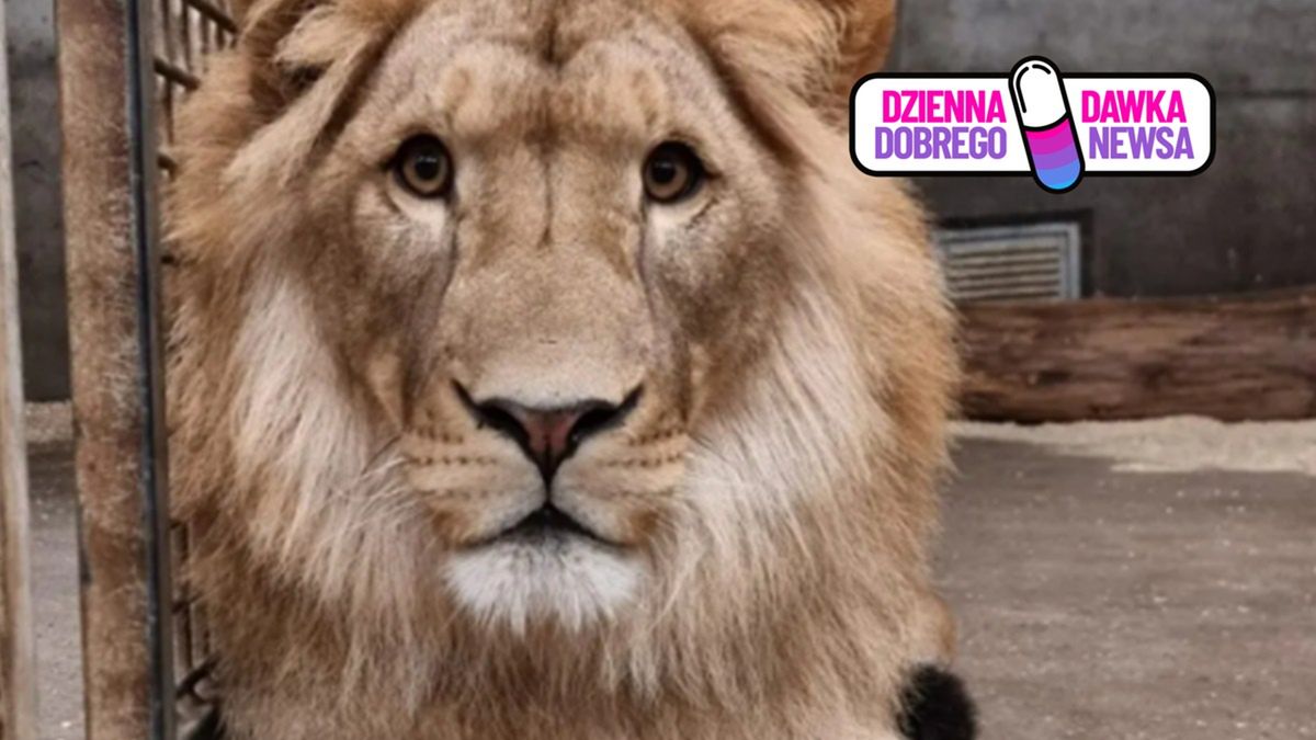 Nagranie z lwem z Wrocławia.