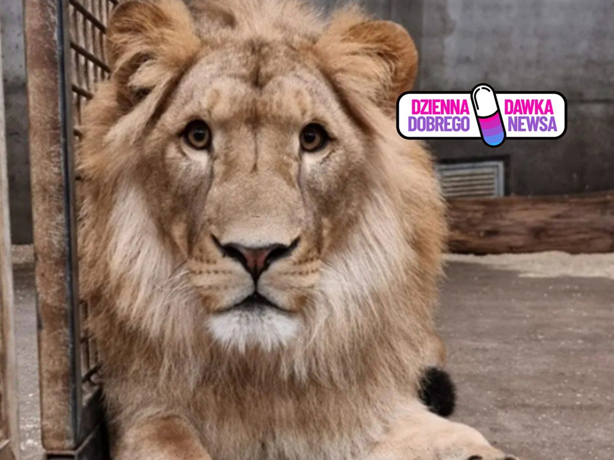 Wrzucili mu zabawkę na wybieg. Pokazali reakcję lwa z wrocławskiego ZOO