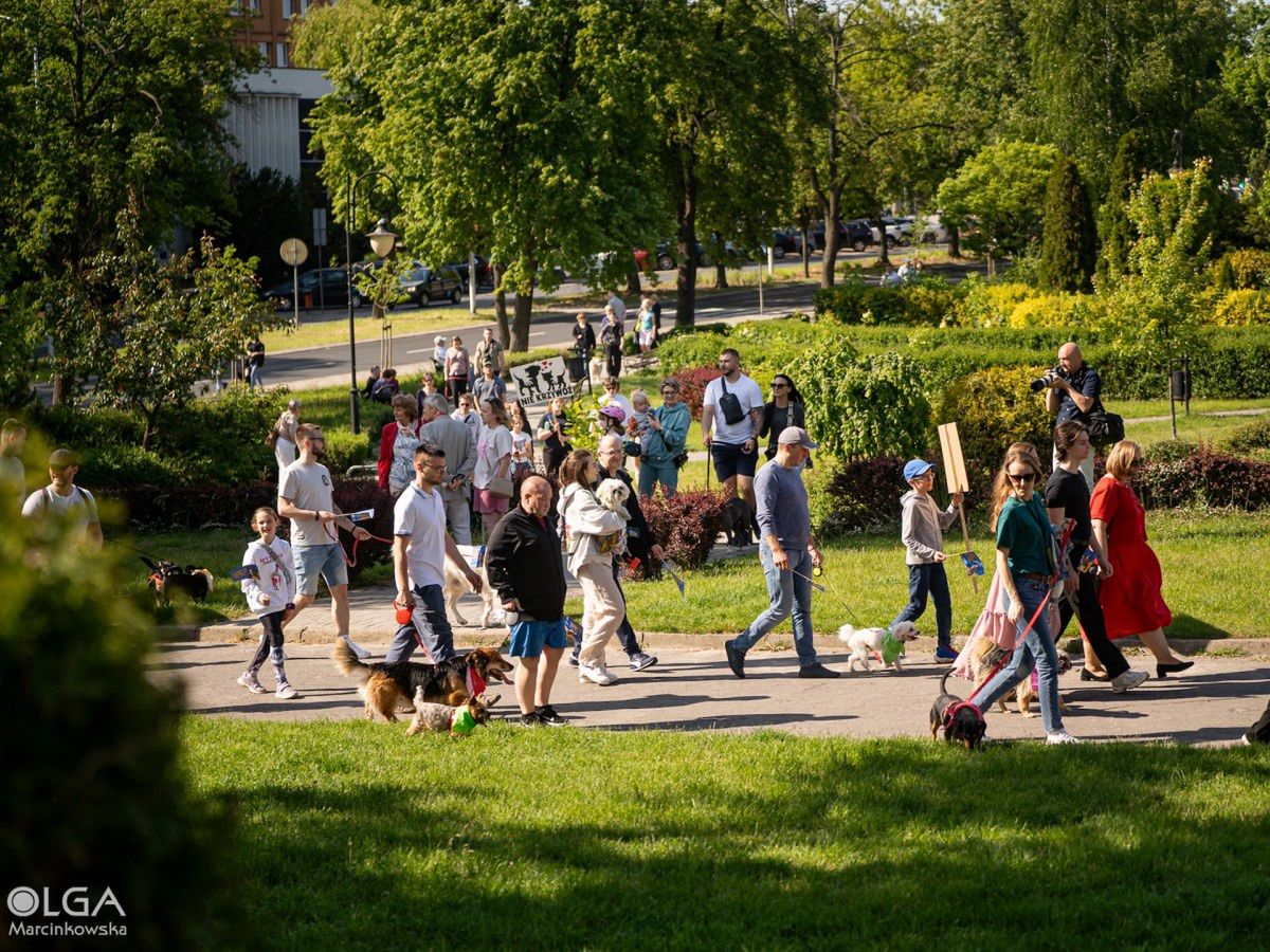 Merdające ogony i radość. Parada kundelków i nie tylko w Koninie