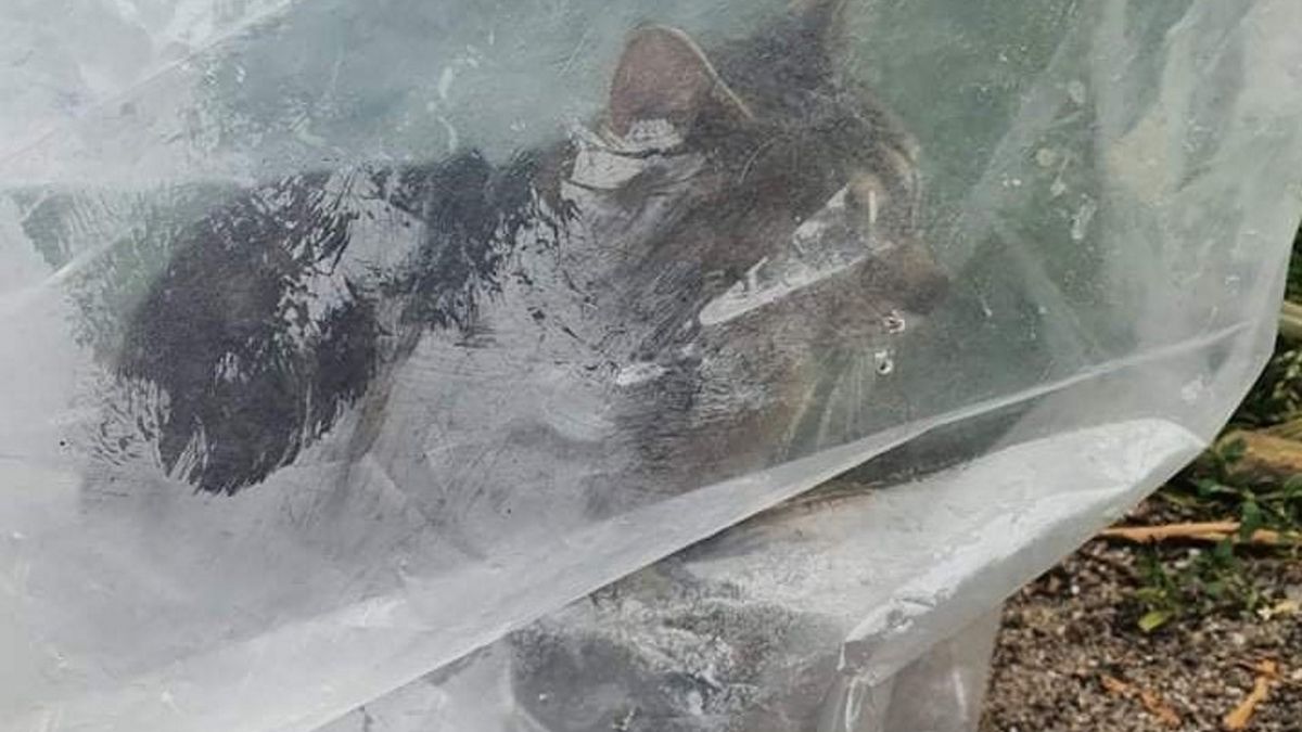 Na Facebooku pojawił się wpis oburzonej kobiety, która nakryła pana w wieku ok. 50 lat, kiedy wyrzucał kota z auta na drogę. 