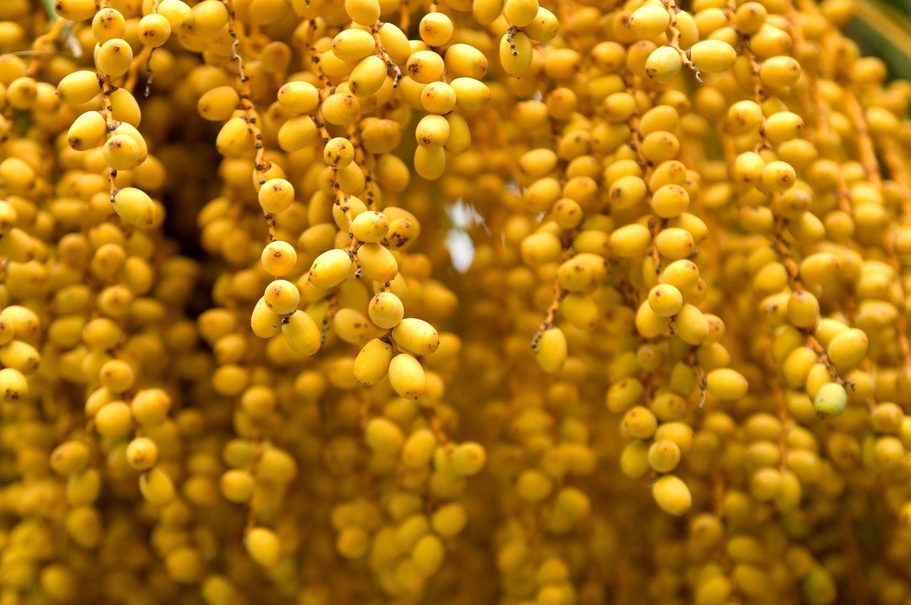 dates, yellow, fresh, detail, plant, palm, date, fruit, fruits, flora, outdoors