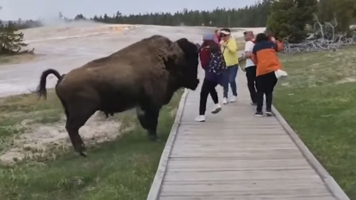 Bizon pogonił turystkę.