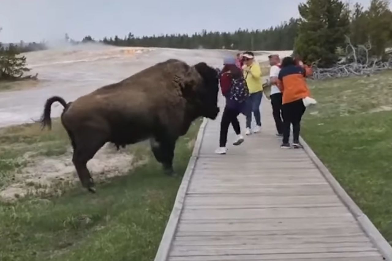 Pogonił ją ogromny bizon, gdy chciała zrobić zdjęcie. Turyści nie mają instynktu samozachowawczego