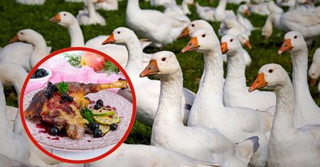 Gęsina na Świętego Marcina – smak tradycji i duma polskiej produkcji