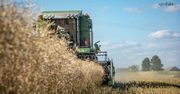 Ceny rzepaku w żniwa 2025 – oto gdzie skupują najdrożej!