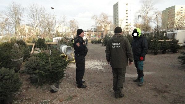 Kontrole sprzedawców choinek