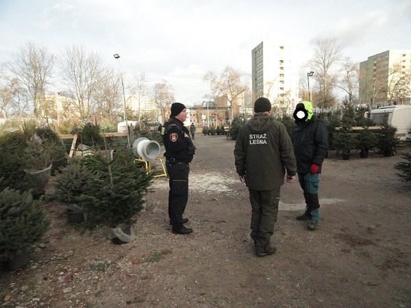 Akcja choinka - Strażnicy Miejscy i Leśnicy kontrolują sprzedawców choinek