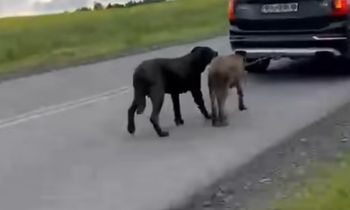 Zobaczyli bulwersujące nagranie. Niemcy piszą, co się stało w Polsce