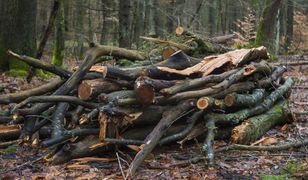 Powołują lasy, których nie można tknąć ostrzem. Oto gdzie powstają