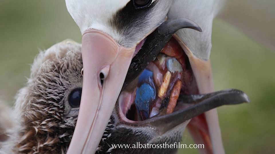 Zanieczyszczenie wód to poważny problem. Ptaki żywią się plastikiem 1