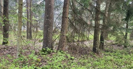 Polscy leśnicy zobaczyli to na Białorusi. Tamtejsze służby nic nie robią