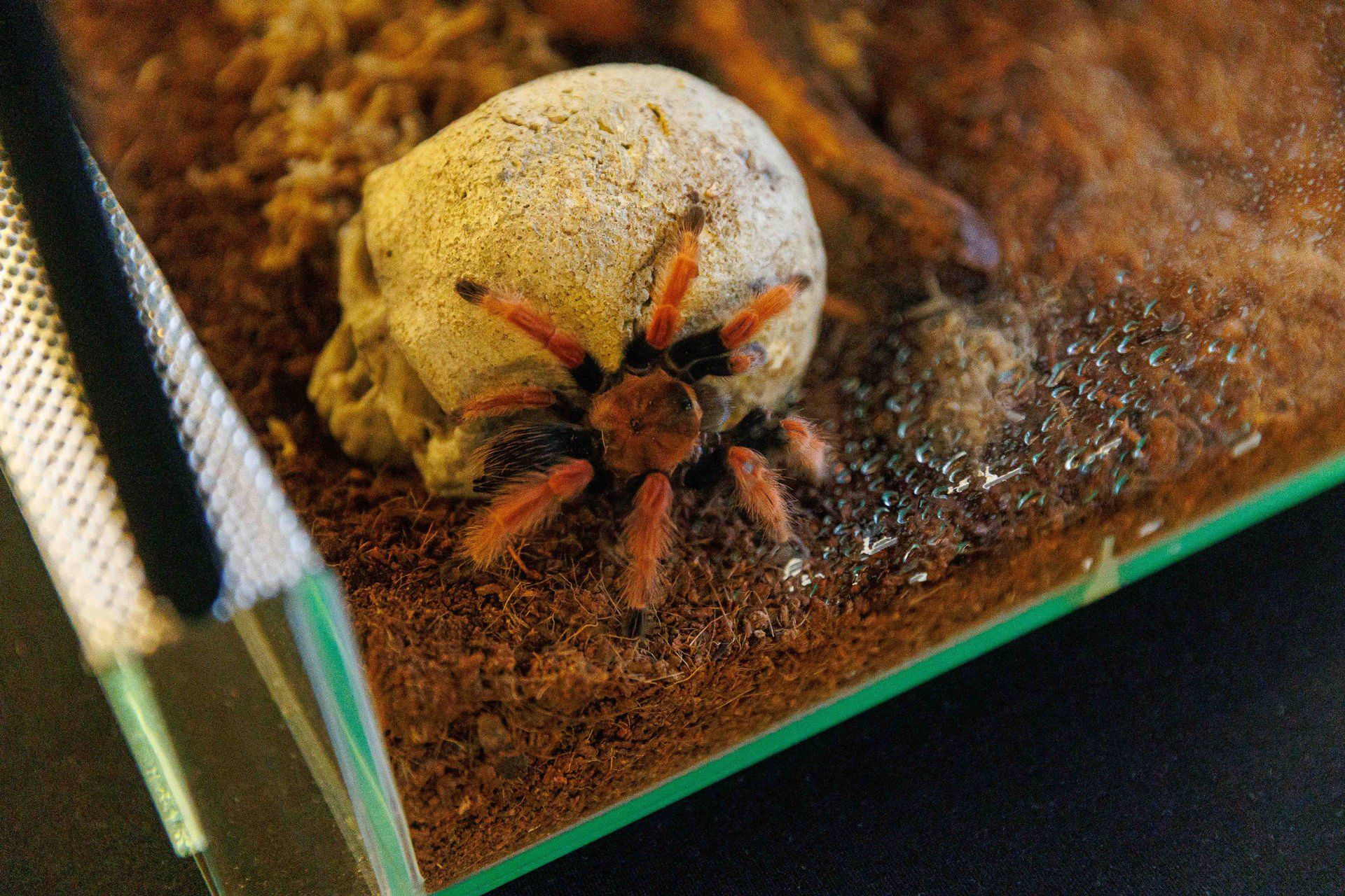 Targi terrarystyczno-akwarystyczne. Chorten Arena. Białystok