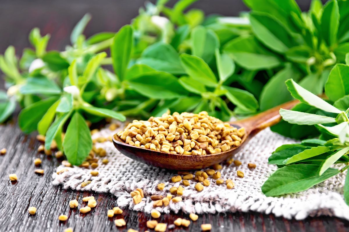 Spice up your weight-loss routine: the lesser-known fat-burning benefits of Fenugreek