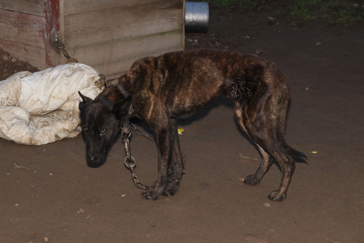 Raczki: Psy na łańcuchach bez wody i jedzenia. Interweniowała policja