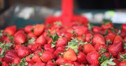 Przebierają truskawki jak ziemniaki. Grozi za to mandat!