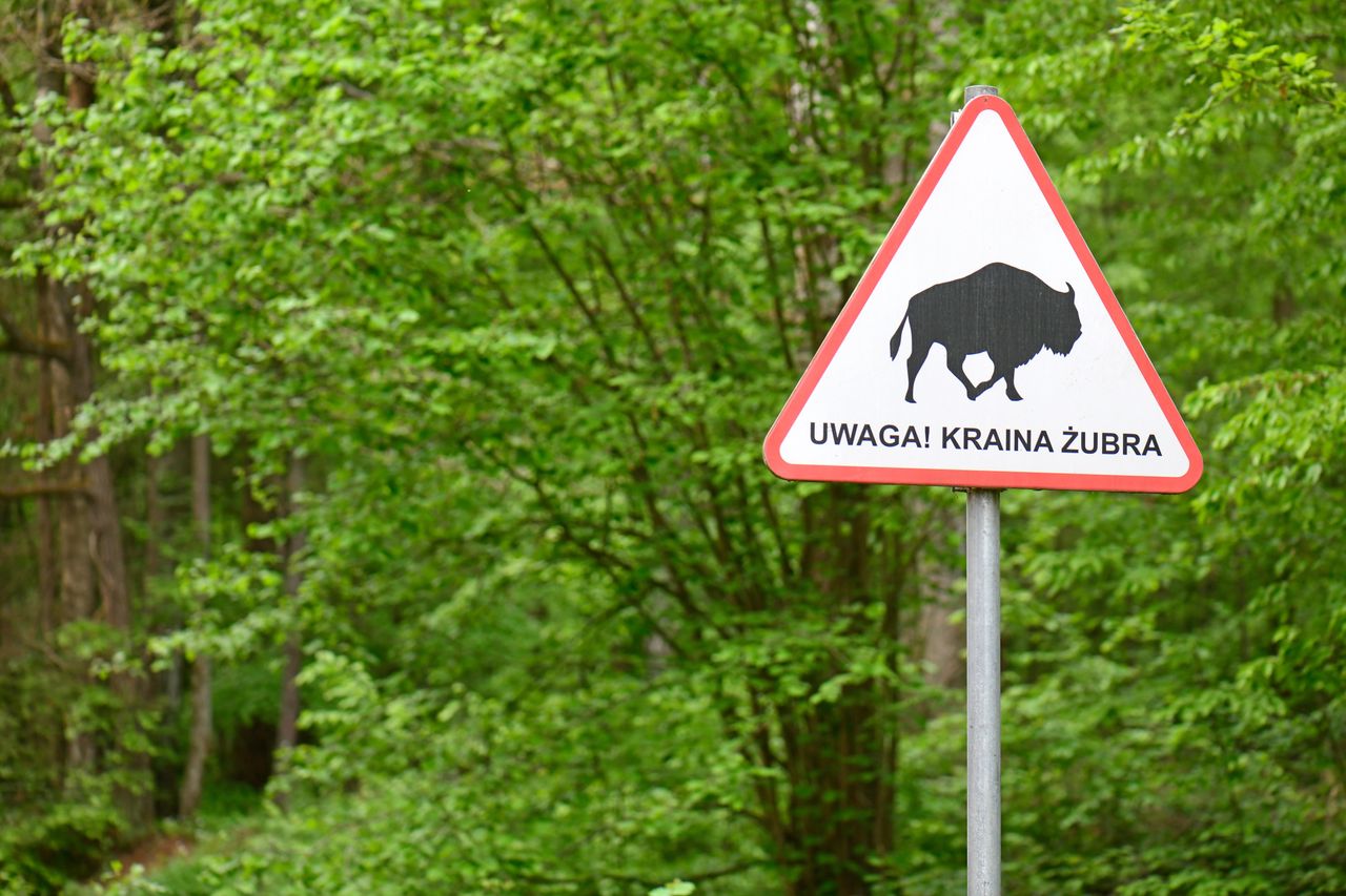 Białowieża na weekend. Co warto zobaczyć?